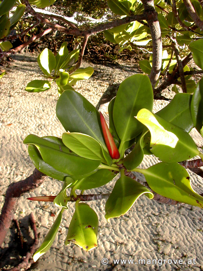 Rhizophora stylosa leaves